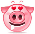 pig cute11